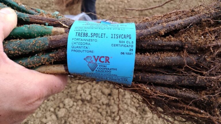 La barbatella di Trebbiano Spoletino