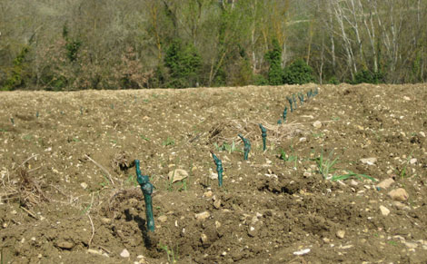 MESSA A DIMORA Cantina Colle Uncinano