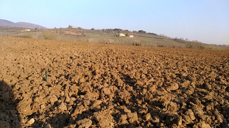 Save The Last Grape Progetto