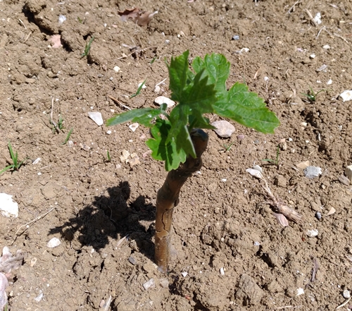 Storia del Trebbiano Spoletino
