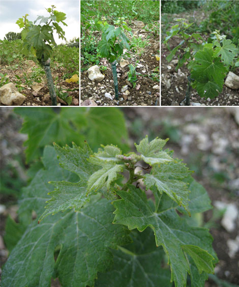 Pagine Verdi Cantina Colle Uncinano