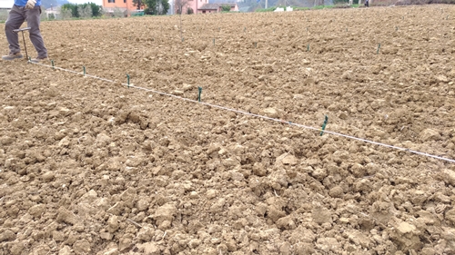 Per una storia del Trebbiano Spoletino