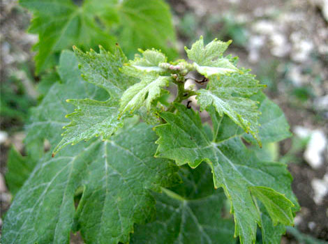 foto foglie trebbiano spoletino