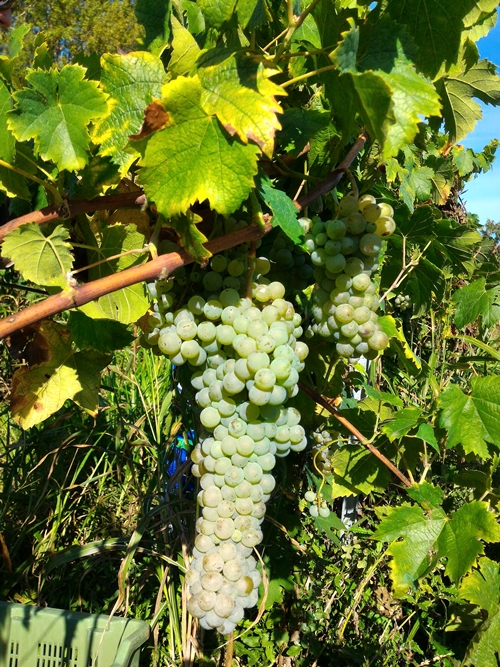 vigneto di trebbiano spoletino