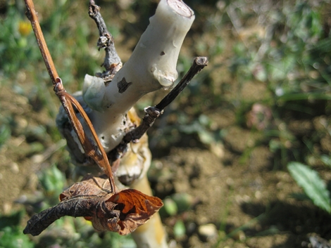 lavoro in vigna Colle Uncinano