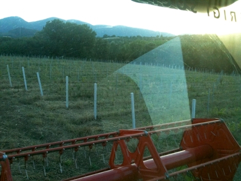 Il nostro vigneto di Trebbiano Spoletino - cantina Colle Uncinano