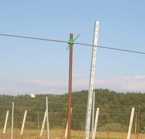 legatura dei paletti tutori Cantina Colle Uncinano (1)