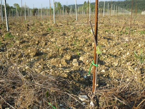 Ripresa vegetativa 2011 Cantina Colle Uncinano