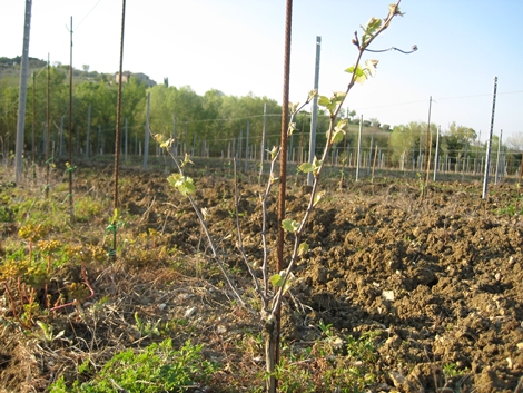 Ripresa vegetativa vigneto di Trebbiano Spoletino
