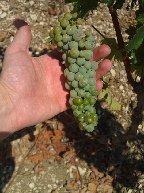 Analisi del grappolo Cantina Colle Uncinano Spoleto