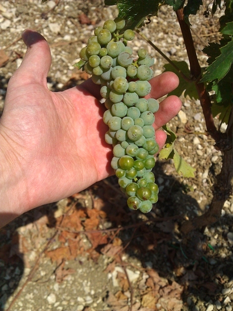 il grappolo di Trebbiano Spoletino - Cantina Colle Uncinano