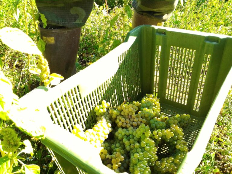 Cantina Colle Uncinano Vendemmia