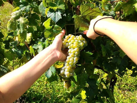 Vendemmia 2013 Cantina Colle Uncinano Spoleto