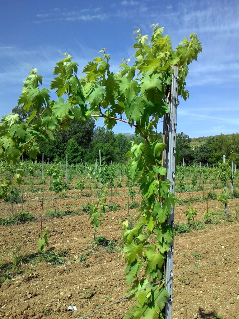 Il vigneto della Cantina Colle Uncinano