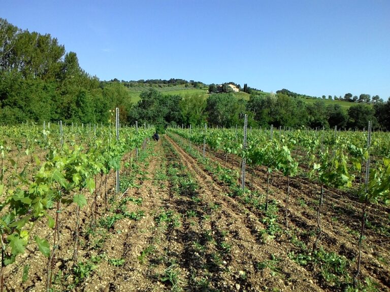 Vigneti Colle Uncinano