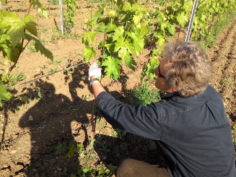 Cura del vigneto Cantina Colle Uncinano