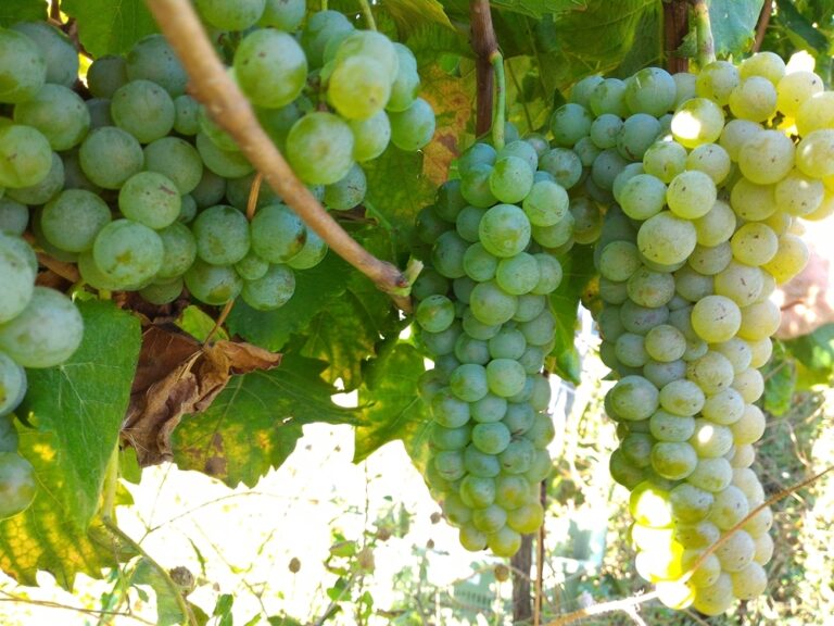 Uva Cantina Colle Uncinano