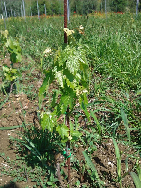 Cantina Colle Uncinano Ripresa Vegetativa 2012