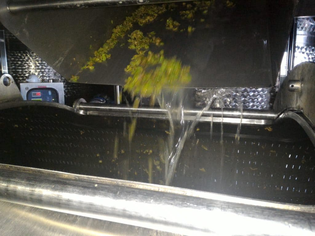 Pressatura delle bucce Cantina Colle Uncinano Spoleto