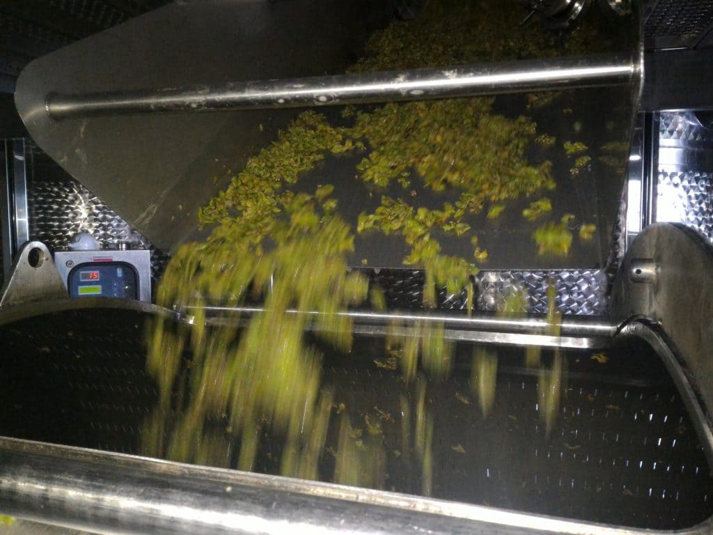 Pressatura delle bucce Cantina Colle Uncinano