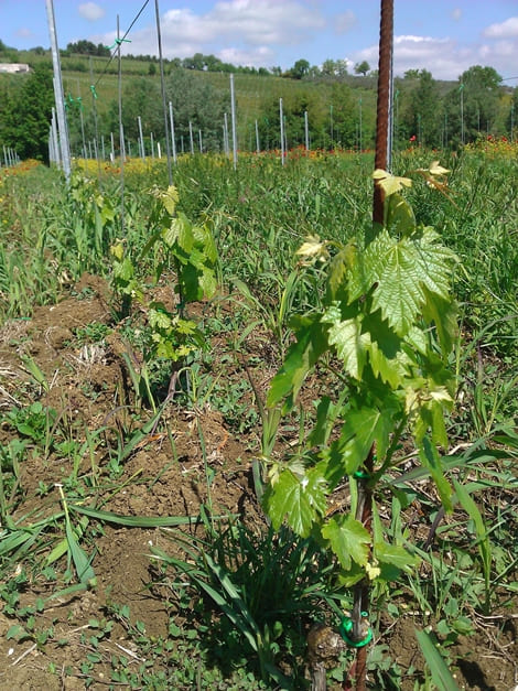 Ripresa Vegetativa 2012 Cantina Colle Uncinano Spoleto