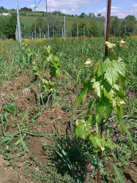 Ripresa Vegetativa 2012 Cantina Colle Uncinano