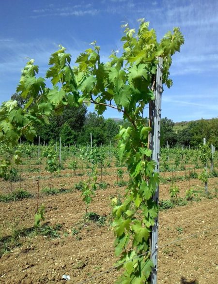 Ripresa vegetativa 2014 Cantina Colle Uncinano Spoleto