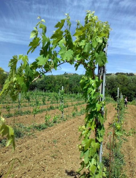 Ripresa vegetativa 2014 Cantina Colle Uncinano