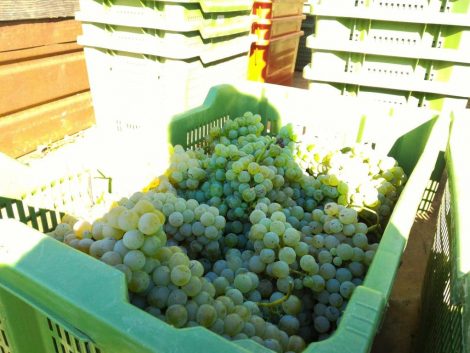 Vendemmia 2013 Cantina Colle Uncinano